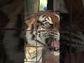 Tiger roar in wild #wildlife #tiger #animals #wildanimals #hunting #documentary