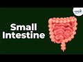 Small Intestine - CBSE 11