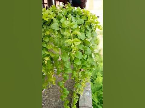 Очень красивое ампельное растение - YouTube