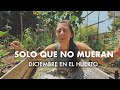 Diciembre en el Huerto | Solo pido que las plantas no Mueran! #huertafamiliar