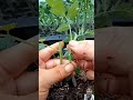 Graftingg. #shortsvideo #shortsviral #shortsvideo #farming