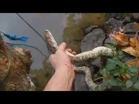 Sri Lanka,ශ්‍රී ලංකා,Ceylon,Release Python Molorus into River