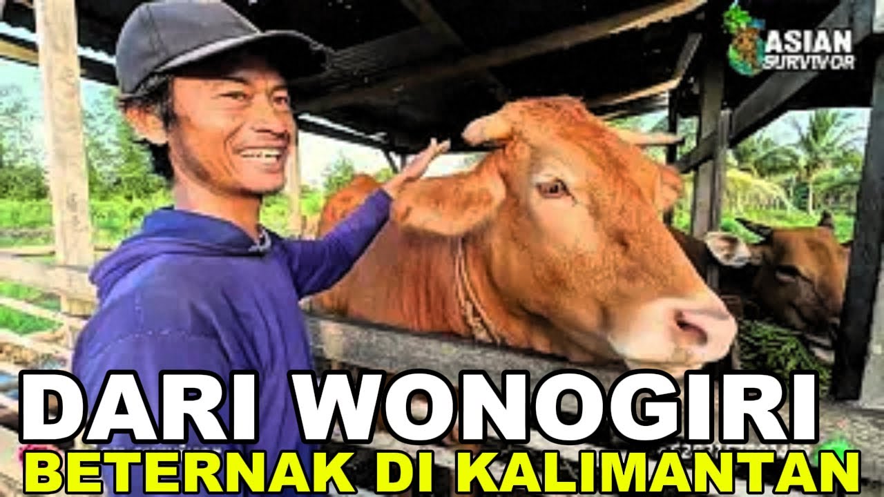 PROSPEK MENGGIURKAN BETERNAK SAPI & KAMBING DI LAHAN PESISIR TRANSMIGRASI KALIMANTAN