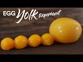 Giant Egg YOLK Experiment!