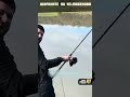 Риболов в стил method feeder #mftackle #fishing #methodfeederfishing #fishmatrix