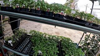 VISITING MY FEED STORE & MORE FOR SEEDS