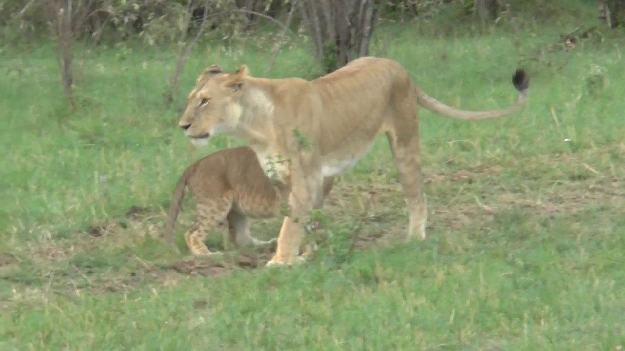 マサイマラのライオンの親子17 Youtube