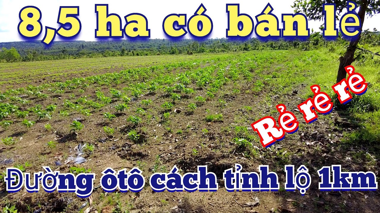 8,5 ha có nhà xây có ao to đường ôtô tận nơi có bán lẻ quá vip | đất giá rẻ | nhà đất gia lai
