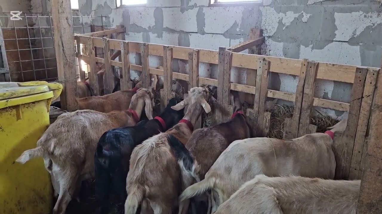 CÂT COSTĂ ÎNTREȚINEREA UNEI CAPRE DE LAPTE??