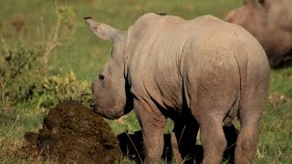 Thandis White Rhino Calf Thembi Eats Her Mothers Poo To Get Essential Bacteria