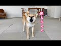 飼い主を熊だと勘違いして威嚇してくる柴犬が可愛い