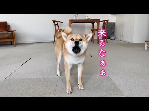 飼い主を熊だと勘違いして威嚇してくる柴犬が可愛い