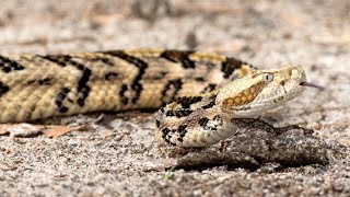 How to identify a venomous snake in Georgia