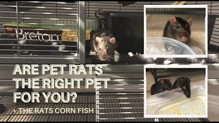 Are pet rats the right pet for you? | The rats corn fish for the first time!