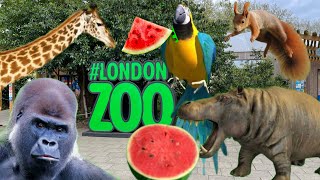 Baby gorilla, hippo and other cute animals in London Zoo