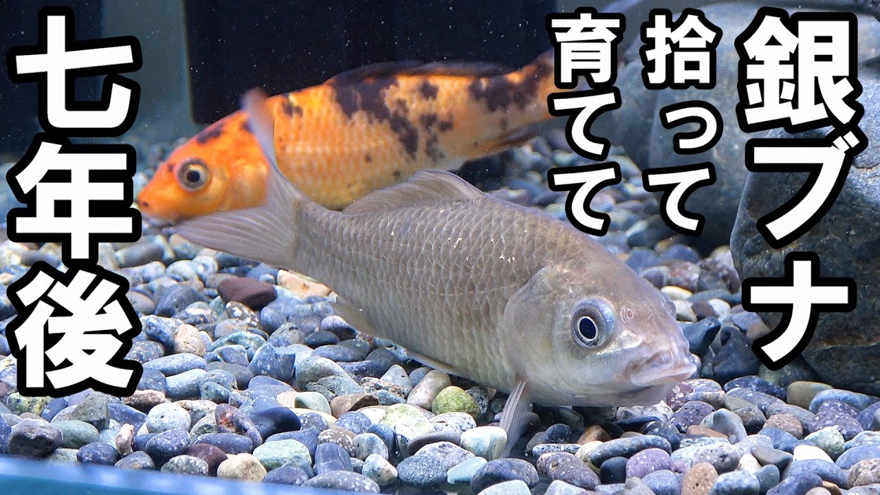 【フナ】 川で拾って７年後　日本淡水魚水槽