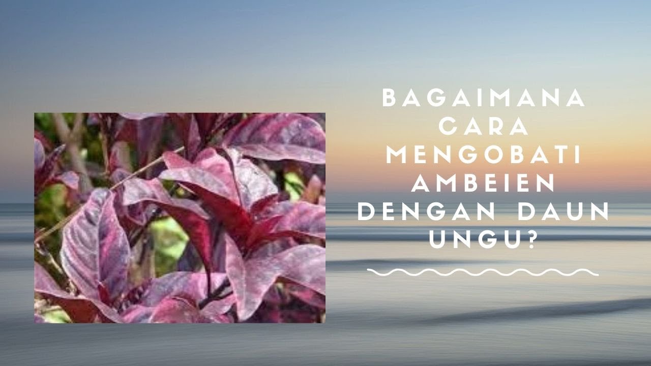BAGAIMANA CARA MENGOBATI AMBEIEN DENGAN DAUN UNGU?