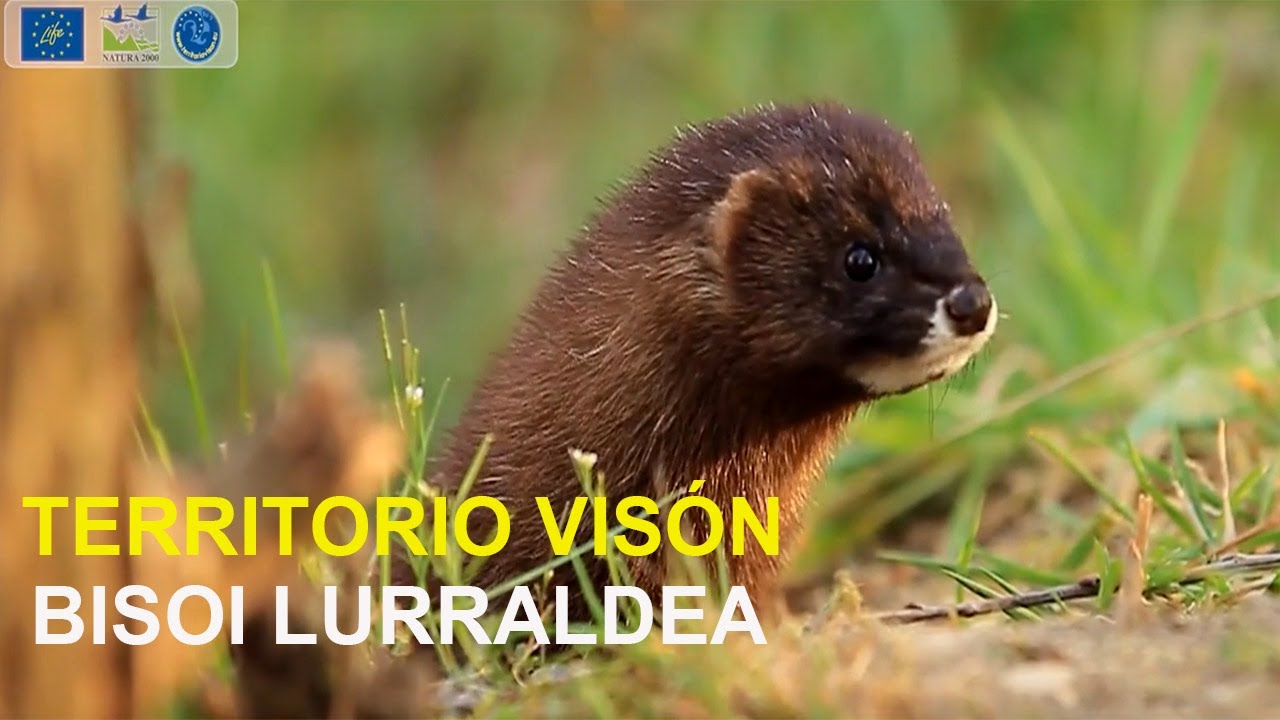 Territorio visón: el visón europeo en Navarra / Nafarroa, bisoiaren bizitoki