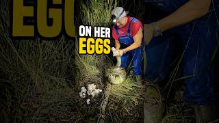 We Found a 13-Foot Python on Her Eggs
