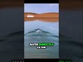 30 MPH RC Boat! Meet the Cheer Wing