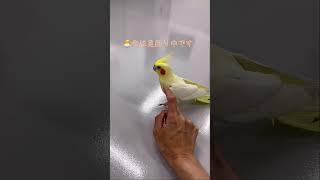 今は気分じゃないの…意思がしっかりしているオカメのぴよちゃん#shorts #オカメインコ #13年前病院に飛んできて保護 #けがを治して迷い鳥の問い合わせするも見つからず#そのまま先生の愛鳥になる