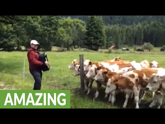 Grazing cows rush to listen to accordion music class=