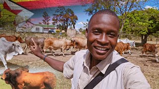 How This Zimbabwean Farmer Unlocked Huge Secrets in Cattle Farming