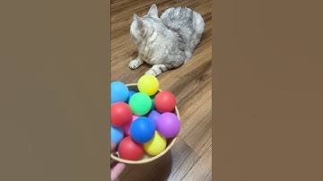 ☆ Reverse Video 🐱 cat reaction #cat #reverse #marblerun #funnycat