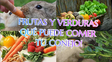 ¿Qué alimentos humanos pueden comer los conejos?