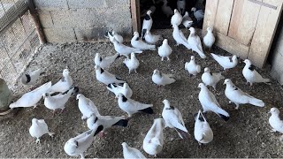 И снова в гостях у Абишки! #бакинскиеголуби #göyərçin #pigeons #tauben #голуби