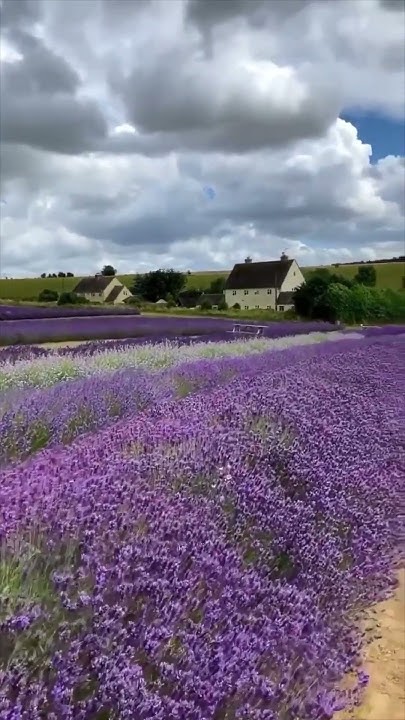 must-visit-lavender-fields-day-trips-in-uk-during-summer-youtube