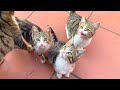 Homeless cute kittens need love more than food