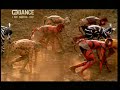 Dario G - Sunchyme HQ