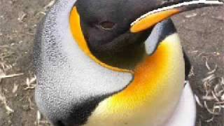 Penguin Christmas 2007.Wmv