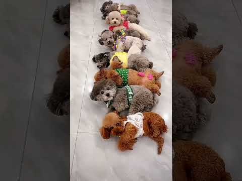 رقصة جماعيه من سونا واصدقائها