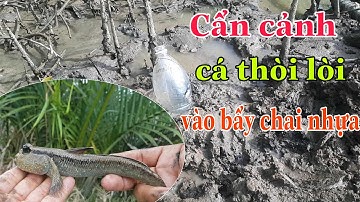 Cận Cảnh Đặt Cá Thòi Lòi Bằng Chai Nhựa/Sự Cần Giờ #34