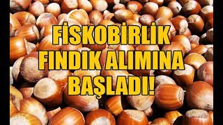 FİSKOBİRLİK fındık alımına başladı!