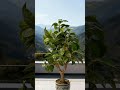 It just brings such a nice sense of life into the home.#plants  #gardening #beach #cozydecor #bonsai