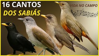 16 CANTOS De AVES: "Sabiá Laranjeira, Sabiá Poca, Sabiá Barranco, Sabiá Do Campo" e outros SABIÁ!