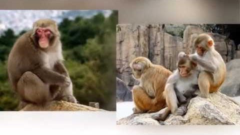 Video một số con vật sống trong rừng