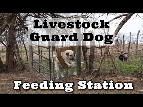 Video: Feeding Tips For Dogs Who Guard Their Food