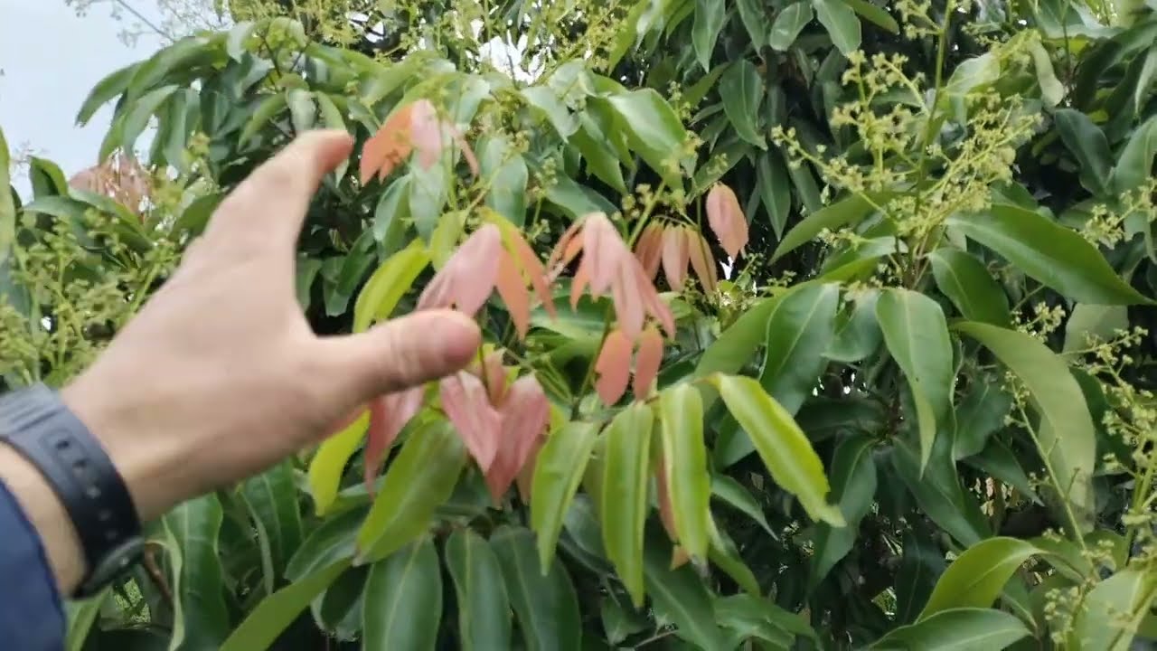 2 ngày mưa ẩm, hoa thanh hà ra dài ít nhiều.