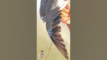 Amazing to catch a dove on the ground catch the dove quickly