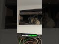 Fixing Power Outages: Inside This Electrical Panel Explained! #shorts