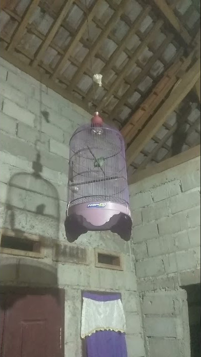 kinoi isian kapas tembak #kinoi #cekcor #burung #masteran