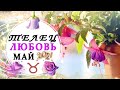 ТЕЛЕЦ ЛЮБОВЬ МАЙ 2021