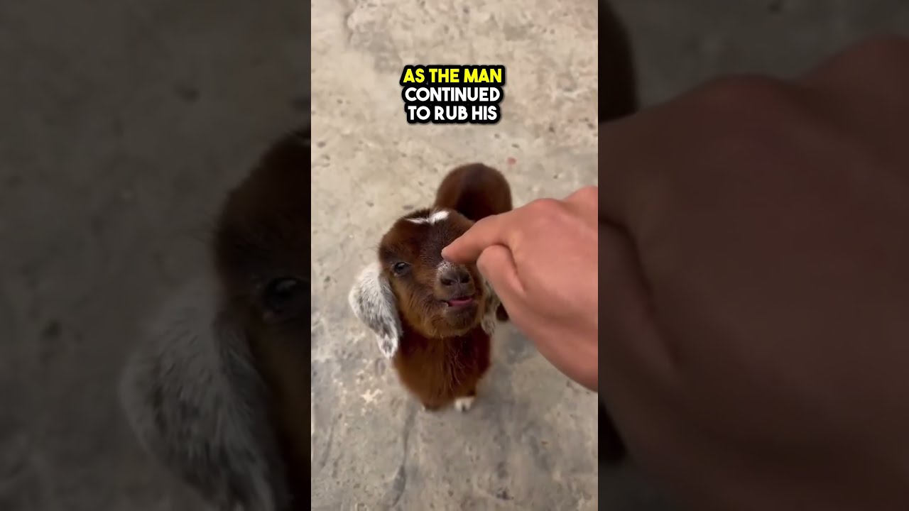 This Baby Goat Will Not Be Happy When Pet 