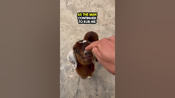 This Baby Goat will not be happy when pet ❤️