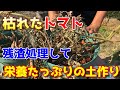【ミニトマト】プランターで育て終わった土を簡単に再利用する方法 【家庭菜園】