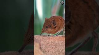 Yeh Chhota Sa Animal Cheeta Se Kam Nahi! 😲 | Elephant Shrew #shortsfeed #viral #trending
